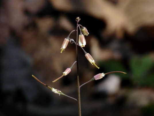 {Boechera laevigata}